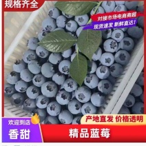 产地直发精品蓝莓L25、F6、优瑞卡、云雀L等