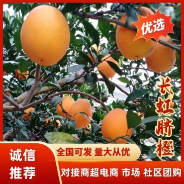 秭归脐橙，长虹，纽荷尔，大量上市，发往全国各地