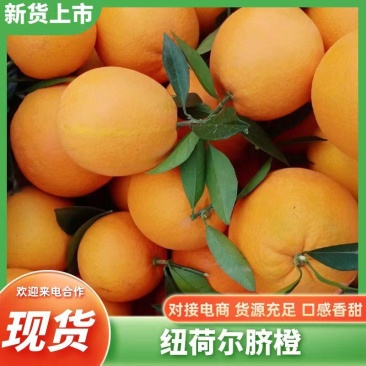 伦晚橙子帝王橙个大皮薄口感香甜果园现采发往全国