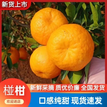 【实力】椪柑芦柑，柑桔果面光滑，味道纯正品质保证发往全国