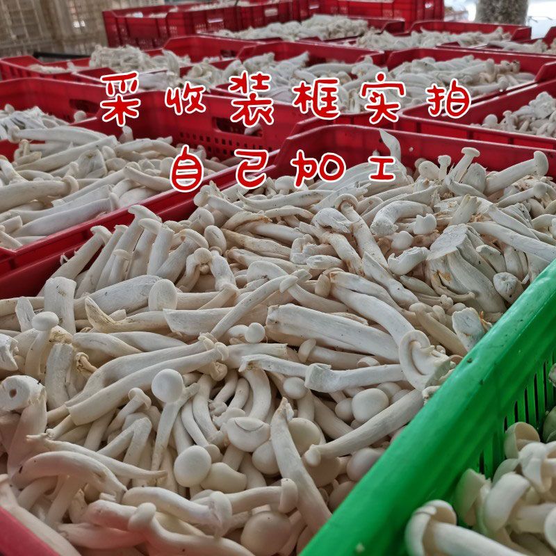 【大降价】海鲜菇干货当季新货脆嫩蟹味菇食用菌新鲜农家煲汤