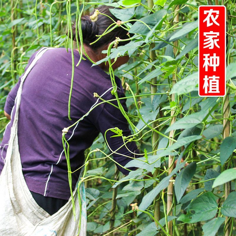 【无干燥剂】干豆角干货农家新鲜日晒长豇豆角干菜下饭菜45