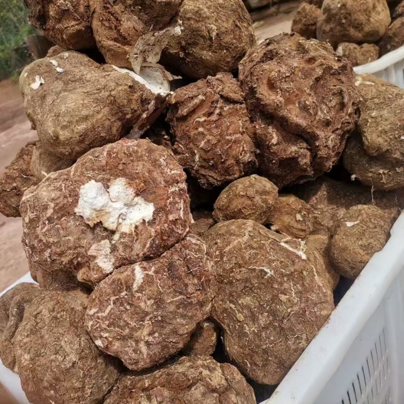 云南新鲜茯苓，干货无硫自然晾晒大量有货，精品货