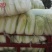 精品娃娃菜产地直供大量有货，对接批发市场超市全国发货