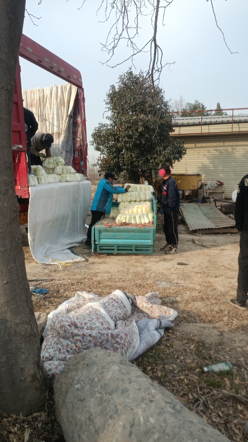 精品娃娃菜产地直供大量有货，对接批发市场超市全国发货