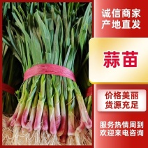 【量大优惠】湖北红根蒜苗产地直供品质保障欢迎来电咨