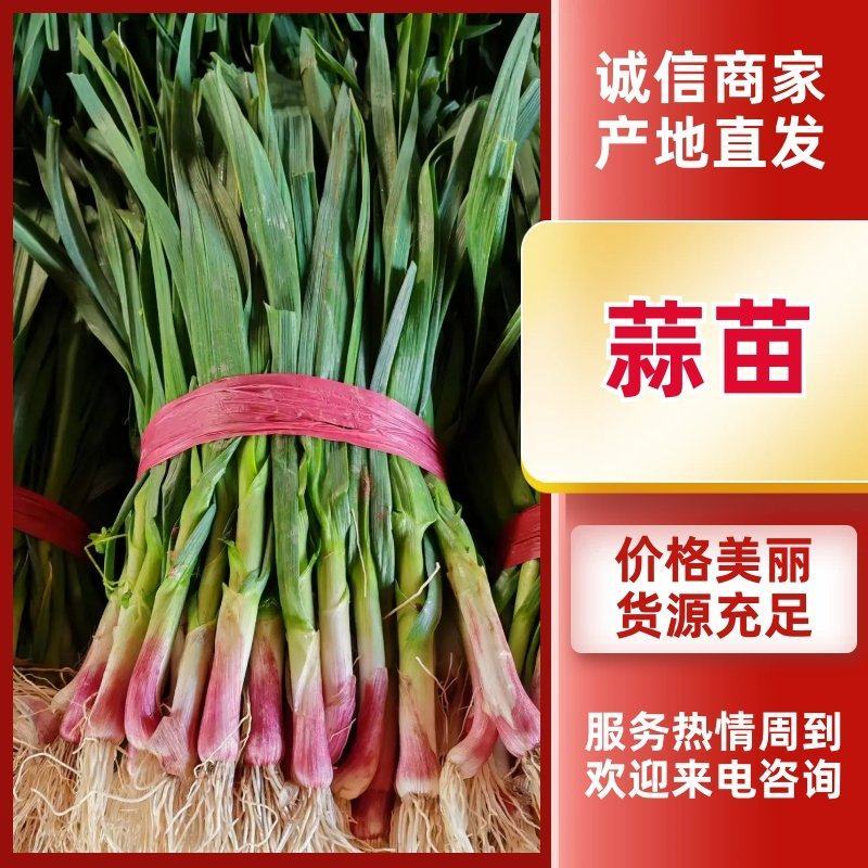 【量大优惠】湖北红根蒜苗产地直供品质保障欢迎来电咨
