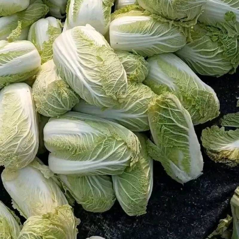 新鲜娃娃菜基地直供/大量有货，质量保证可视频看货全国发货