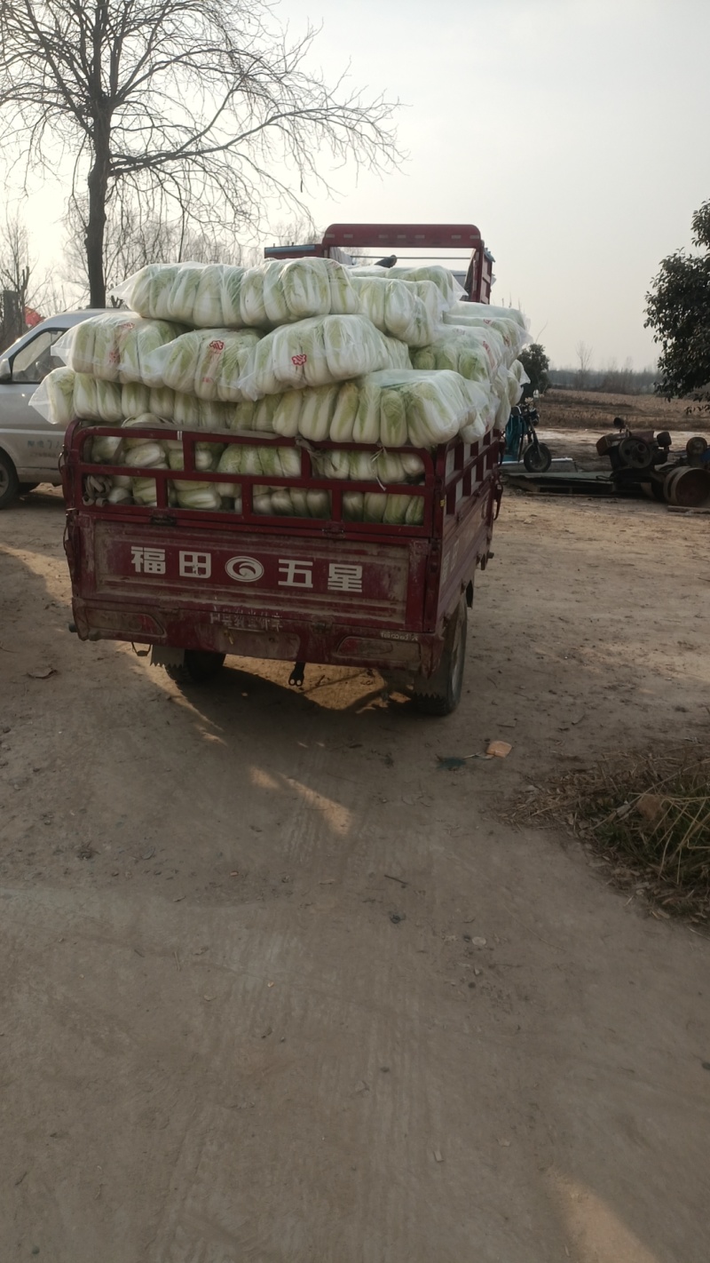 新鲜娃娃菜基地直供/大量有货，质量保证可视频看货全国发货