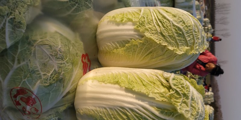 精品娃娃菜，大娃娃菜大量上市，质优价廉供货稳定可长期合作