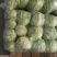精品娃娃菜，大娃娃菜大量上市，质优价廉供货稳定可长期合作