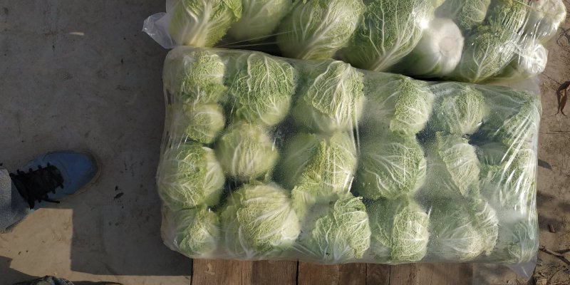 精品娃娃菜，大娃娃菜大量上市，质优价廉供货稳定可长期合作