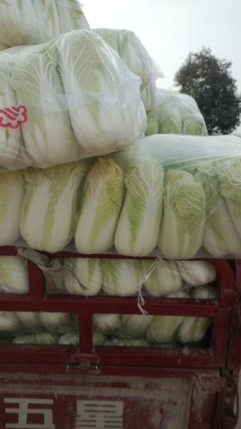 陕西大娃娃菜/小娃娃菜大量上市随到随装/对接全国