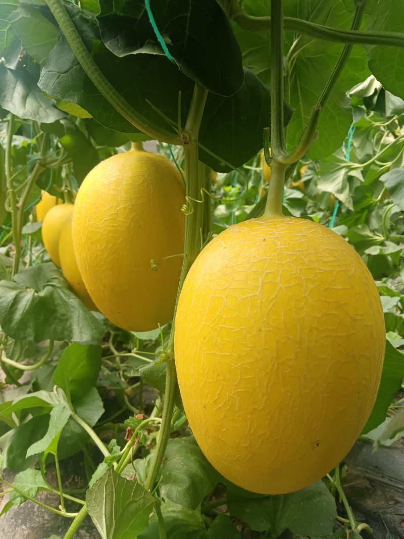 大朋批发密圆甜瓜