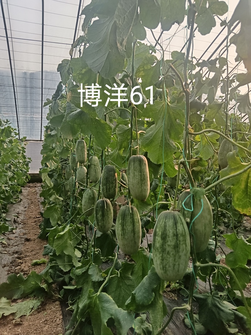 大朋批发密圆甜瓜