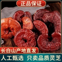 包邮代发正宗灵芝长白山整枝的大赤芝正品天然金边大灵