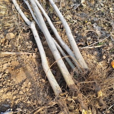 产地占地核桃8公分左右通货产地一手货源，现挖先发