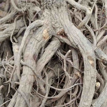 新鲜前胡，产地直发，大量有货，欢迎各位老板咨询采购