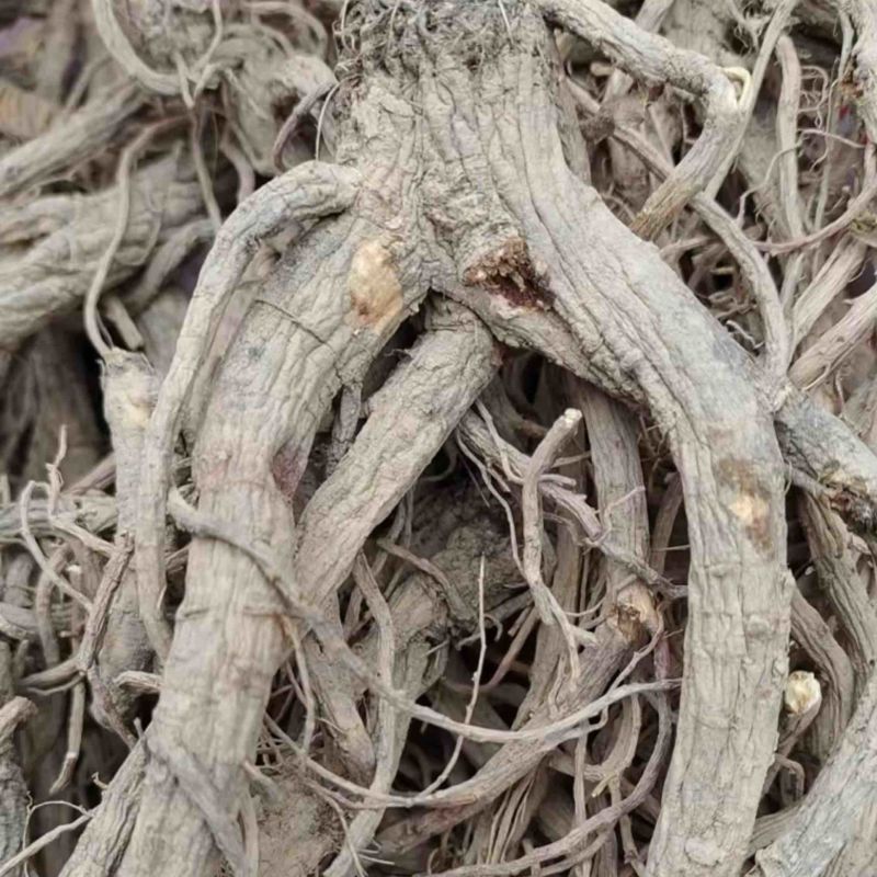 新鲜前胡，产地直发，大量有货，欢迎各位老板咨询采购