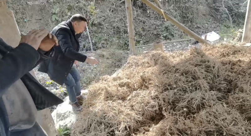 新鲜前胡，产地直发，大量有货，欢迎各位老板咨询采购