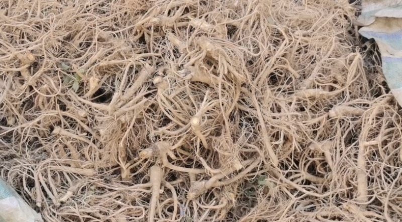 新鲜前胡，产地直发，大量有货，欢迎各位老板咨询采购