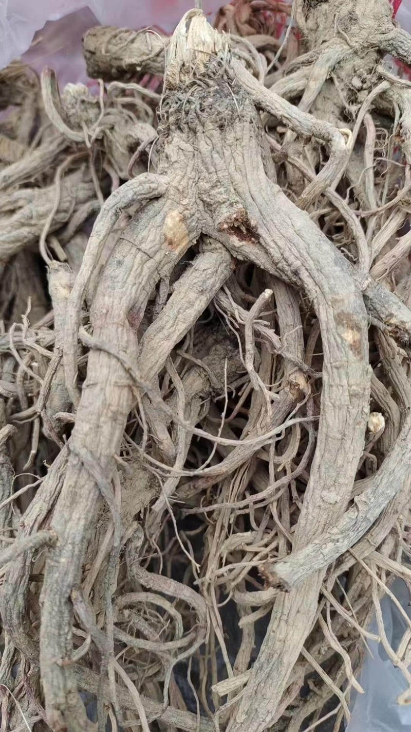新鲜前胡，产地直发，大量有货，欢迎各位老板咨询采购