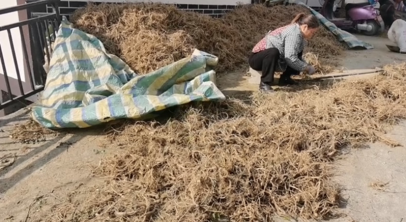 新鲜前胡，产地直发，大量有货，欢迎各位老板咨询采购