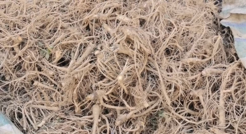 新鲜前胡，产地直发，大量有货，欢迎各位老板咨询采购