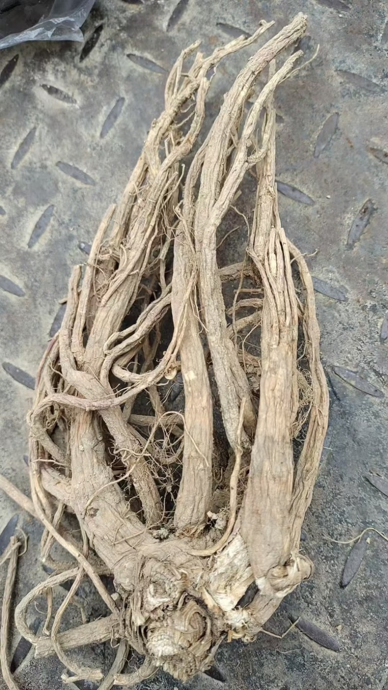 新鲜前胡，产地直发，大量有货，欢迎各位老板咨询采购
