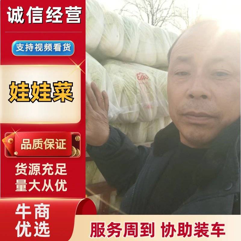 陕西大娃娃菜/小娃娃菜大量上市随到随装/对接全国