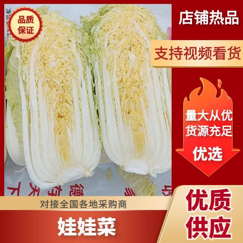 精品娃娃菜，大娃娃菜大量上市，质优价廉供货稳定可长期合作