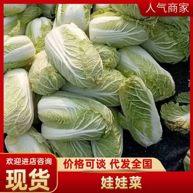新鲜娃娃菜基地直供/大量有货，质量保证可视频看货全国发货