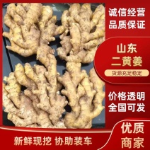 老姜5两以上带土量大从优保质保量全国发货欢迎来电洽