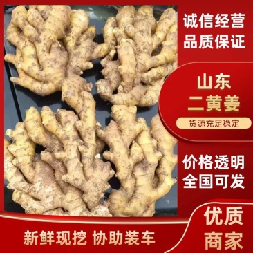 老姜5两以上带土量大从优保质保量全国发货欢迎来电洽