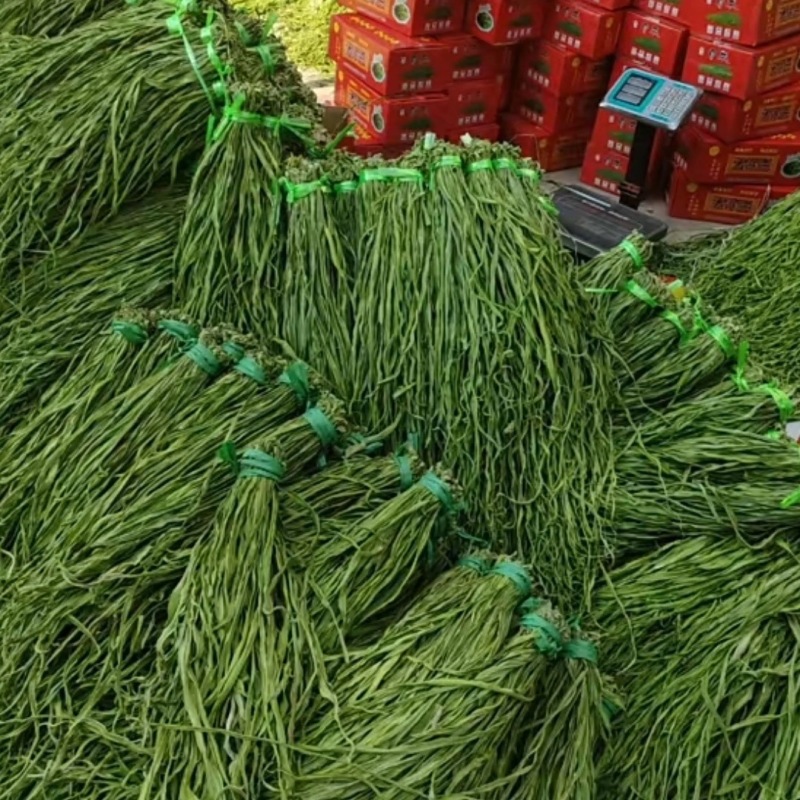 贡菜干产地一手货源，规格齐全（一件代发）对接全国客商