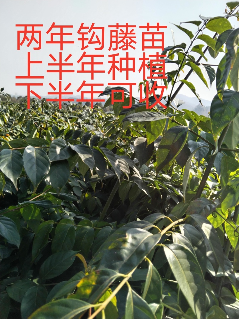 供应两年钩藤苗，上半年种植，下半年有大部分可收入