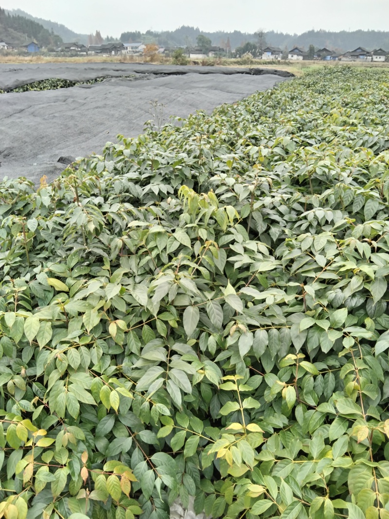 供应两年钩藤苗，上半年种植，下半年有大部分可收入
