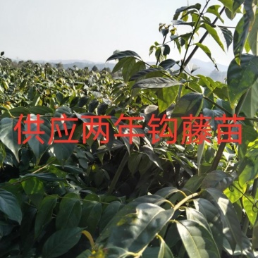 供应两年钩藤苗，上半年种植，下半年有大部分可收入