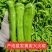 【尖椒】广东精品尖椒万亩基地批发货源充足品质保证