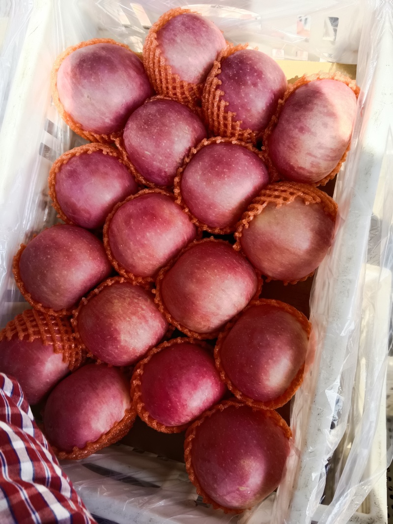 山东精品红富士，大量有货，欢迎全国各地老板实地考察订购