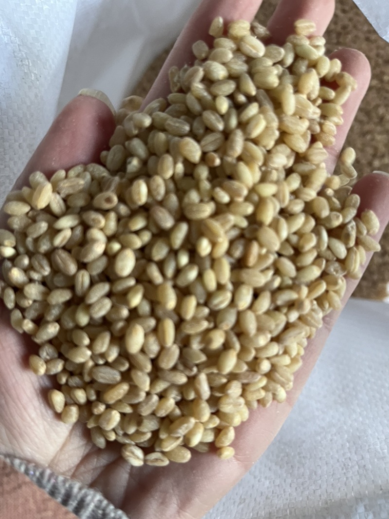 小麦仁，八宝米原料，小麦粉面粉，石磨面粉原料