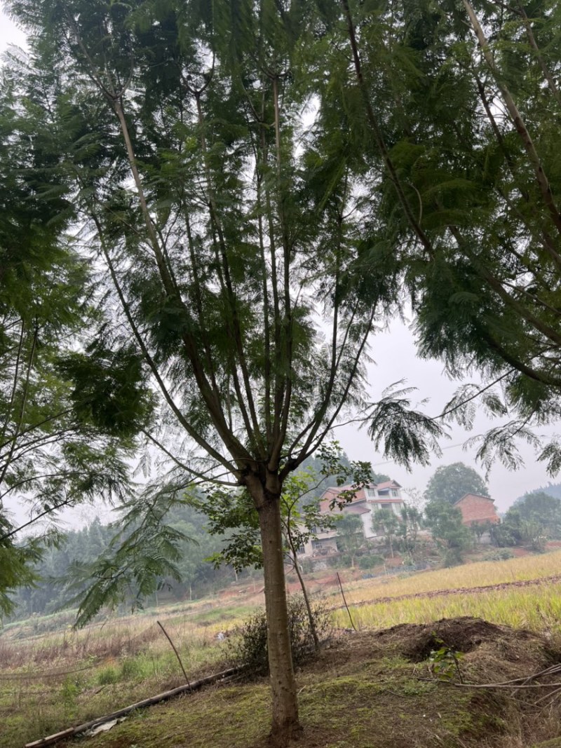 蓝花楹单杆丛生树形俱全