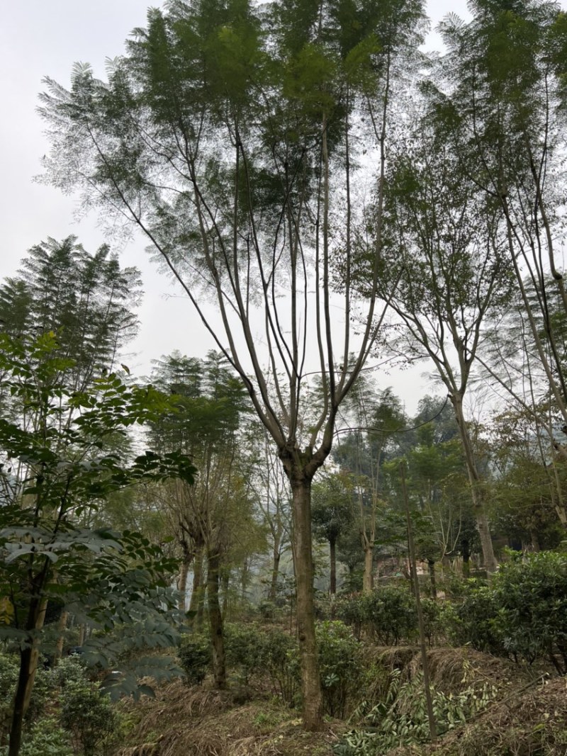 蓝花楹单杆丛生树形俱全