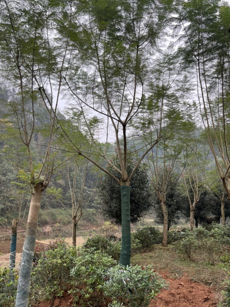 蓝花楹单杆丛生树形俱全