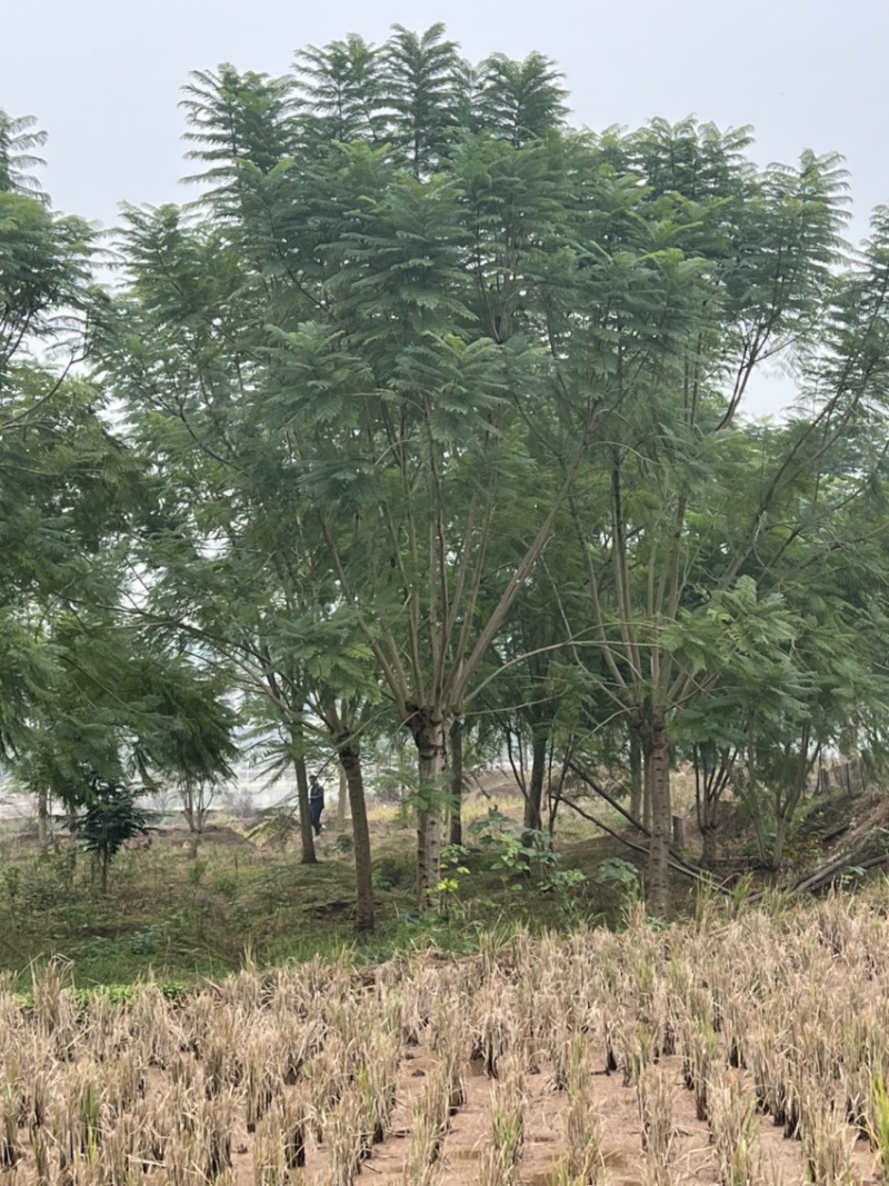 蓝花楹单杆丛生树形俱全