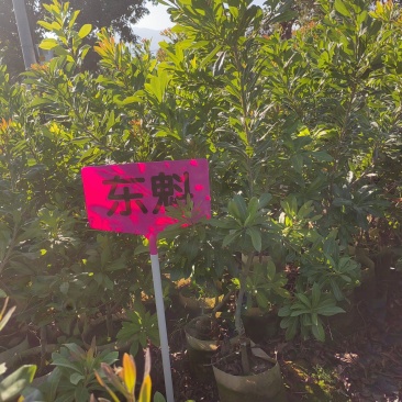 东魁杨梅苗
