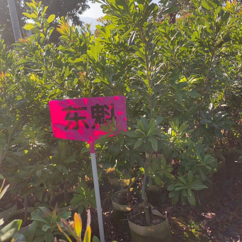 东魁杨梅苗