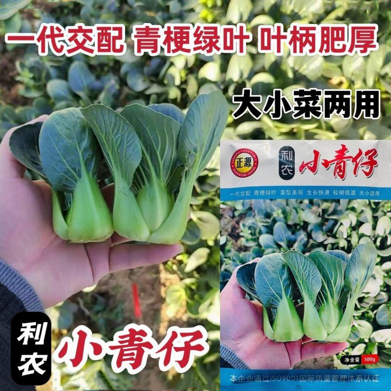 利农广东小青仔种子四季矮椒小颗上海青青梗菜种子靓仔小青菜