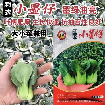 广东小墨仔青梗菜种子小型上海青油菜种籽宁夏小青菜种子