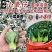 广东小墨仔青梗菜种子小型上海青油菜种籽宁夏小青菜种子